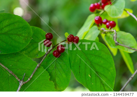 Festive Holiday Honeysuckle Branch with Red Berries Lonicera xylosteum 134459477