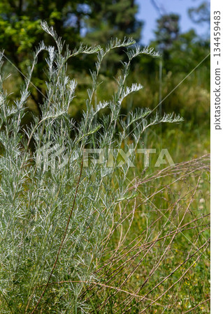 A type of wormwood grows in the wild - Artemisia marschalliana 134459483