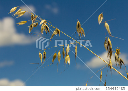 Fatua oatmeal. Stem, leaf and hanging ears of wild oats. Grasses 134459485