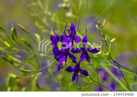 Delicate inflorescences. Field consolidation. Consolida regalis. Beautiful flower background of nature 134459486