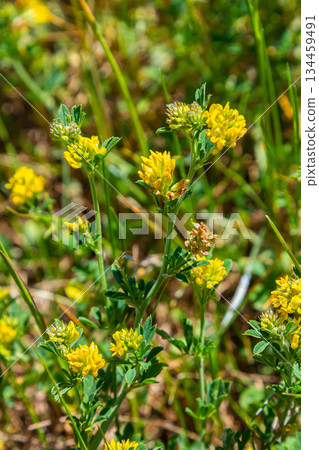 Medicago falcata, plant species of the genus Medicago. It is native to much of Europe and Asia Medicago falcata, plant species of the genus Medicago. It is native to much of Europe and Asia 134459491