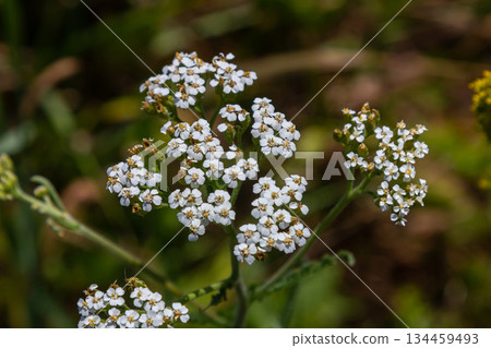 common yarrow achillea millefolium with fly Tachina fera 134459493