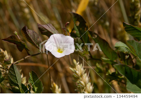 Field bindweed or Convolvulus arvensis European bindweed Creeping Jenny Possession vine herbaceous perennial plant with open and closed white flowers surrounded with dense green leaves Field bindweed or Convolvulus arvensis European bindweed Creeping Jenny Possession vine herbaceous perennial plant with open and closed white flowers surrounded with dense green leaves 134459494