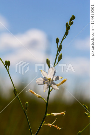 Fragile white and yellow flowers of Anthericum ramosum, star-shaped, growing in a meadow in the wild, blurred green background, warm colors, bright and sunny summer day Fragile white and yellow flowers of Anthericum ramosum, star-shaped, growing in a meadow in the wild, blurred green background, warm colors, bright and sunny summer day 134459501