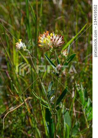 The common kidneyvetch, kidney vetch or woundwort Anthyllis vulneraria growing in a meadow and blooming with spherical flower head with yellow petals in summer 134459502