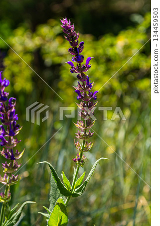 Salvia nemorosa, forest sage, beautiful bright color, violet blue flowers in bloom, muscadine flowering ornamental plants in the garden Salvia nemorosa, forest sage, beautiful bright color, violet blue flowers in bloom, muscadine flowering ornamental plants in the garden 134459503