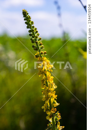 Summer in the wild among wild grasses is blooming agrimonia eupatoria.Medicinal plant 134459504