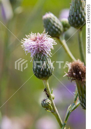 Creeping thistles in a summer meadow Creeping thistles in a summer meadow 134459505
