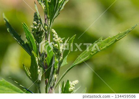 Chenopodium album, edible plant, common names include lamb's quarters, melde, goosefoot, white goosefoot, wild spinach, bathua and fat-hen 134459506