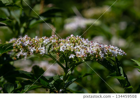 Sambucus ebulus blooming in natural habitat Sambucus ebulus blooming in natural habitat 134459508