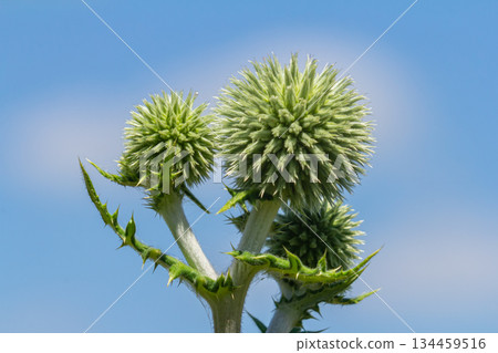 In the wild, the honey plant echinops sphaerocephalus blooms In the wild, the honey plant echinops sphaerocephalus blooms 134459516
