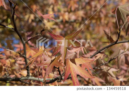 the reddening maple foliage in the autumn season against the background of the blue sky in sunny weather, the beautiful changes in the nature of maple trees 134459518