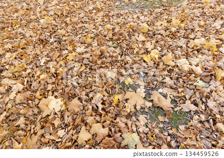 the old maple leaves that have long since fallen to the ground which have turned rusty orange, the ground strewn with maple leaves in the park with deciduous trees 134459526