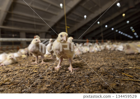 little chickens in yellow fluff and the first white feathers on their wings, young yellow puffs with white feathers chickens at a large broiler poultry farm 134459529