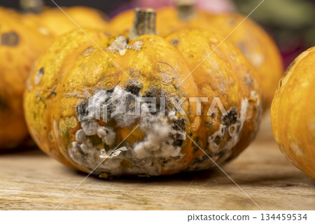 small yellow pumpkins completely covered with harmful dangerous mold, spoiled pumpkins that have begun to rot and become covered with mold 134459534