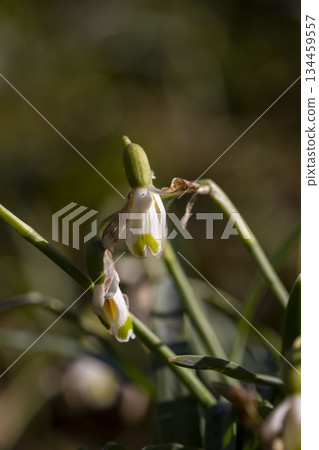 the last flowers of white snowdrops in the spring season, the last wild snowdrops at the time of blooming and drying in nature the last flowers of white snowdrops in the spring season, the last wild snowdrops at the time of blooming and drying in nature 134459557