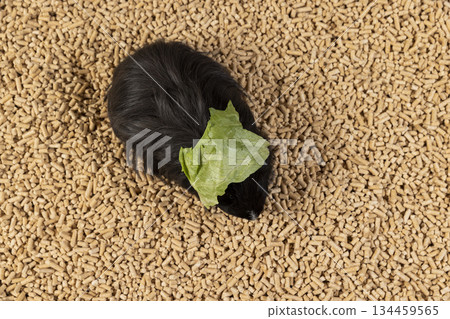 A black guinea pig on wooden pallets to fill the cage, a black guinea pig stands on fresh litter from forestry waste, pallets can be used for heating houses. 134459565