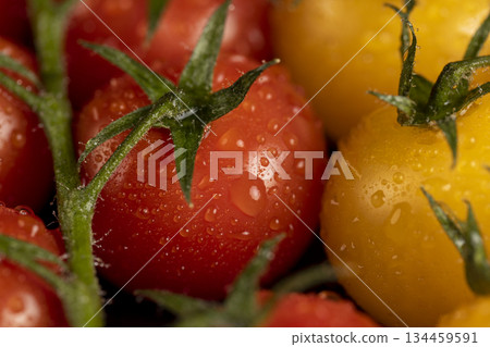 wet round fresh and sweet tomatoes of red and yellow color lie on the table, a large number of freshly picked tomatoes covered with drops of water 134459591