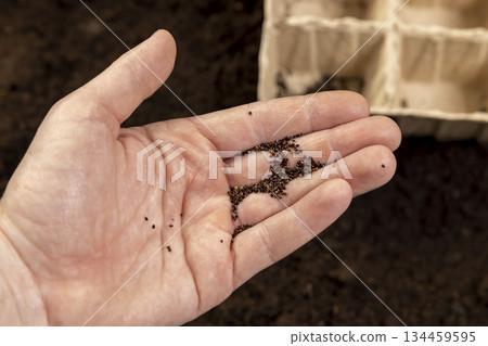 sorrel seeds in hand and cardboard pots filled with soil for seedlings with fertile brown soil, sorrel seeds and paper disposable cups for seedlings filled with soil mixed with humus and peat sorrel seeds in hand and cardboard pots filled with soil for seedlings with fertile brown soil, sorrel seeds and paper disposable cups for seedlings filled with soil mixed with humus and peat 134459595