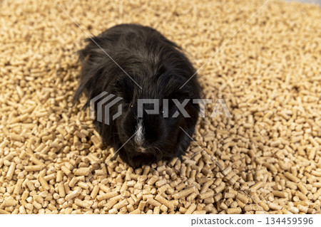 A black guinea pig stands on pallets to fill the cage, a black guinea pig stands on fresh litter from forestry waste, pallets can be used for heating houses. A black guinea pig stands on pallets to fill the cage, a black guinea pig stands on fresh litter from forestry waste, pallets can be used for heating houses. 134459596