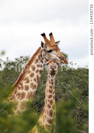 Two giraffe standing in bushes, surrounded by green foliage. Safari wildlife 134459730