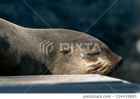 Seal napping with closed eyes, wildlife relaxation and the tranquility of nature Seal napping with closed eyes, wildlife relaxation and the tranquility of nature 134459863