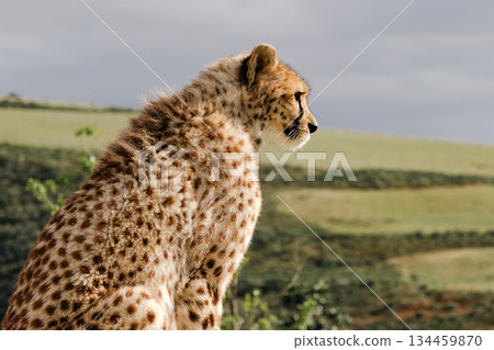 Cheetah sitting and looking right with a background of green hills 134459870