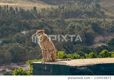 Cheetah sitting on a concrete ledge, looking over a natural lush green landscape Cheetah sitting on a concrete ledge, looking over a natural lush green landscape 134459871