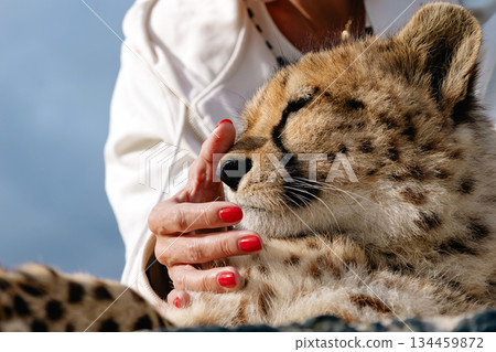 Woman petting cheetah cub with care. Wildlife conservation. Human-animal bond Woman petting cheetah cub with care. Wildlife conservation. Human-animal bond 134459872