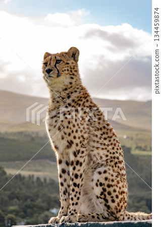 Cheetah sitting majestically in natural habitat with mountains in background Cheetah sitting majestically in natural habitat with mountains in background 134459874