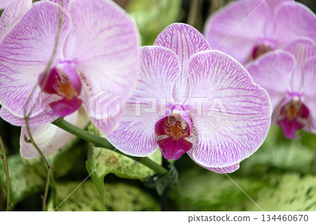Flora and nature closeup. Violet orchid flower. Floral nature. Orchid flower bright color. Flowering nature. Orchid flower violet color. Floral macro photography Flora and nature closeup. Violet orchid flower. Floral nature. Orchid flower bright color. Flowering nature. Orchid flower violet color. Floral macro photography 134460670