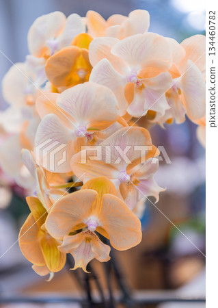 Orchid flower orange color. Floral macro photography. Flora and nature closeup. Orange orchid flower. Floral nature. Orchid flower bright color. Flowering nature Orchid flower orange color. Floral macro photography. Flora and nature closeup. Orange orchid flower. Floral nature. Orchid flower bright color. Flowering nature 134460782