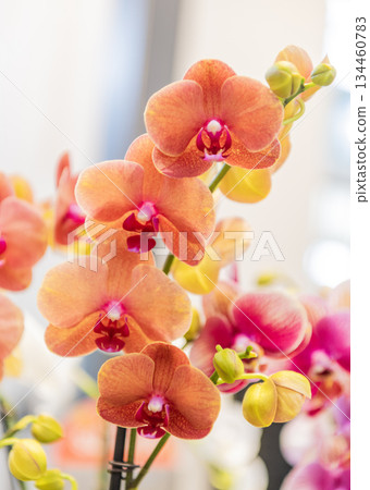 Orchid flower bright color. Flowering nature. Flowering plants. Orchid flower coral color. Floral macro photography. Flora and nature closeup. Coral orchid flower. Floral nature Orchid flower bright color. Flowering nature. Flowering plants. Orchid flower coral color. Floral macro photography. Flora and nature closeup. Coral orchid flower. Floral nature 134460783