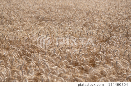 Crop field. Grain harvest. Golden spikelet. Wheat field. Golden wheat field. Ears of golden wheat background. Agricultural field view on wheat in a picturesque summer scenery Crop field. Grain harvest. Golden spikelet. Wheat field. Golden wheat field. Ears of golden wheat background. Agricultural field view on wheat in a picturesque summer scenery 134460804