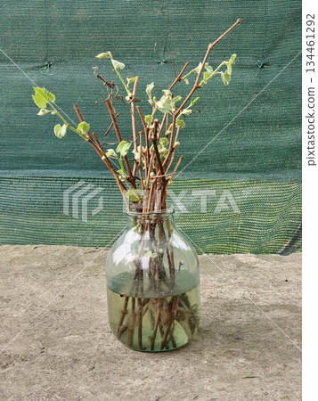 Grape cuttings germinate in a jar of water in the spring. Preparations for the expansion of the vineyards. Sprouting of vines. The process of rooting the vine before planting in the ground. 134461292