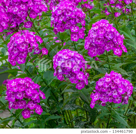 Phlox flowers (Phlox paniculata) blooms, of a bush, Close-up Phlox flowers (Phlox paniculata) blooms, of a bush, Close-up 134461790