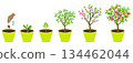 Growth cycle of peach tree in a pot on white background. 134462044