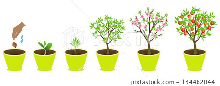 Growth cycle of peach tree in a pot on white background. Growth cycle of peach tree in a pot on white background. 134462044