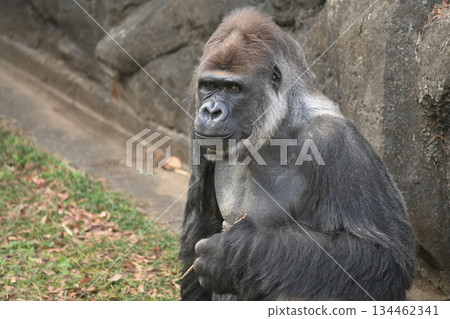 如果給大猩猩一支筆，它們或許也能寫字。 134462341