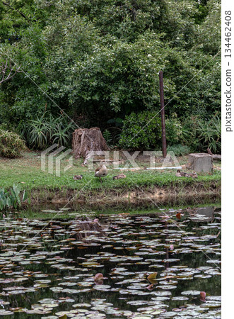 Adult duck and duckling on grass near a lake with lily pad during daytime. 134462408