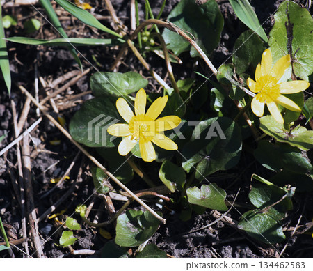 The first spring flowers. Blooming yellow Ranunculus ficaria. Floral background 134462583