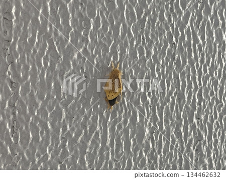 ARNA Pseudoconspersa 134462632