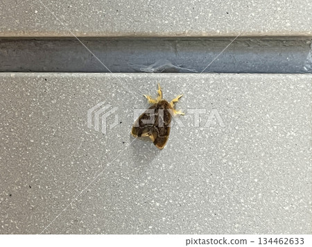 ARNA Pseudoconspersa 134462633