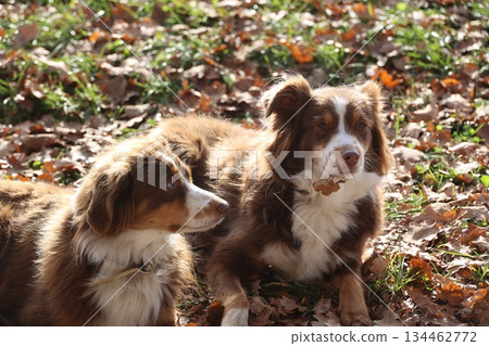Two australian shepherds resting in autumn leaves 134462772