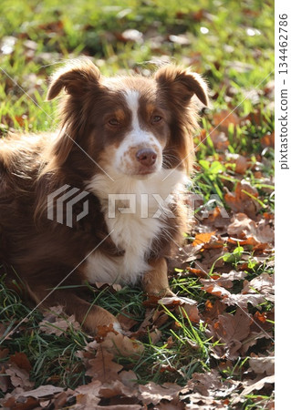 Australian Shepherd Relaxing in Autumn Leaves 134462786