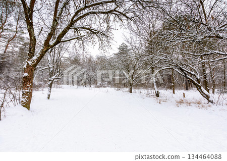 urban landscape of city park in winter. alley with snow covered ground. naked trees inclined branches over the path beneath an overcast sky. cold scenery for weather forecast in ukraine urban landscape of city park in winter. alley with snow covered ground. naked trees inclined branches over the path beneath an overcast sky. cold scenery for weather forecast in ukraine 134464088