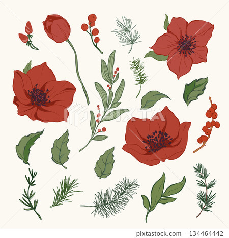 Vector Christmas floral set of poinsettia, leaves, pine needles and berries. Hand-drawn vintage collection isolated on white background. Illustration for design, print, fabric or background. 134464442