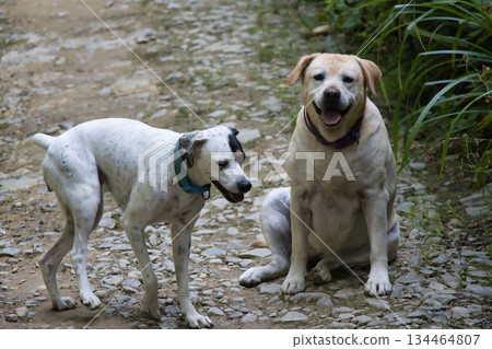 Labrador and Bodeguero Dog in Mountain 134464807