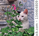 Tabby Cat Behind Green Plants 134464809