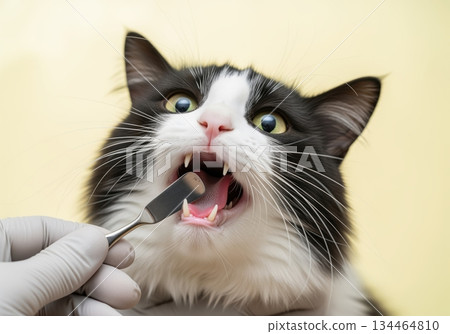 Close up of a domestic cat open mouth during a professional veterinary dental exam 134464810